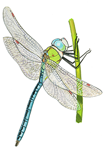 Anax-imperator - Chaillac