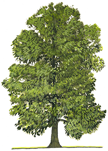 Chataignier - Chaillac