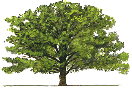 Chene-pedoncule - Chaillac