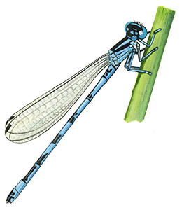 Coenagrion-mercuriale - Chaillac