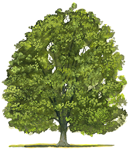 Erable_plane - Chaillac