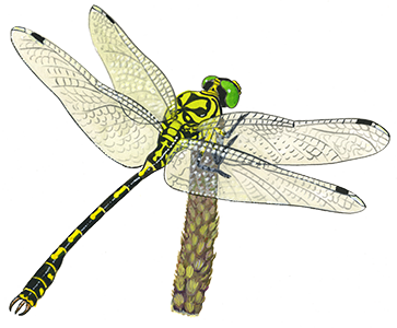 Onychogomphus-forcipatus - Chaillac