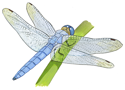 Orthetrum-coerulescens - Chaillac