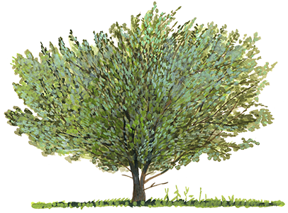 Saule-roux - Chaillac